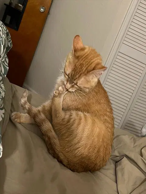 Eleanor Rigby - Domestic Short Hair