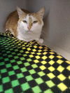 adoptable Cat in Green, OH named ABIGAIL ROAD