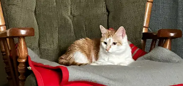 Abigail Road - Domestic Short Hair