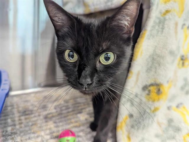 adoptable Cat in Bowling Green, OH named SAILOR LUNA