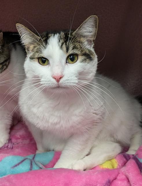 adoptable Cat in Bowling Green, OH named POPPY