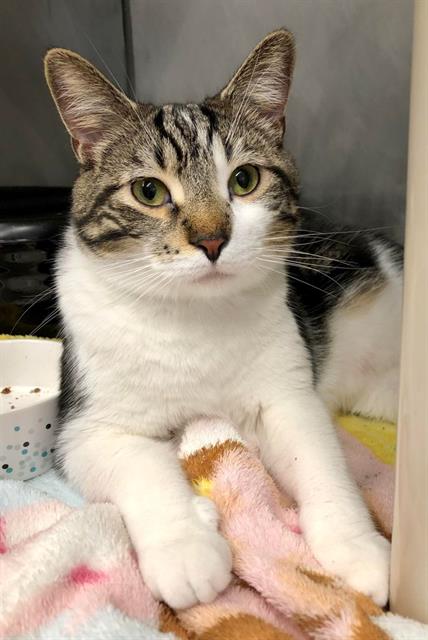 adoptable Cat in Bowling Green, OH named PEPPURR POTTS