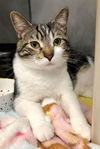 adoptable Cat in Green, OH named PEPPURR POTTS