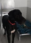 adoptable Dog in , OH named DUKE