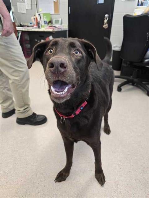 adoptable Dog in Bowling Green, OH named THUNDER