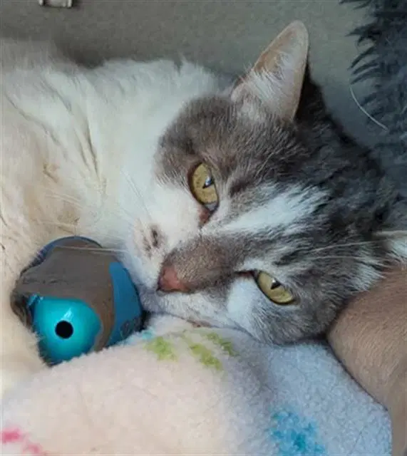Harriet - Domestic Short Hair