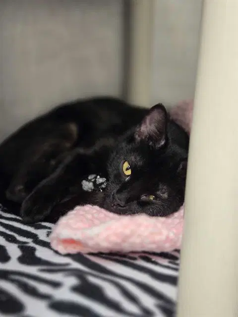 Vermeer - Domestic Short Hair