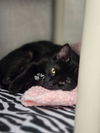 adoptable Cat in green, OH named VERMEER
