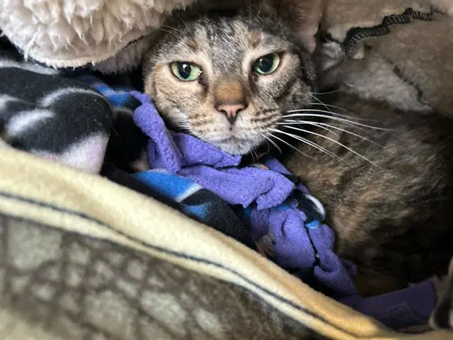 Judge Judy - Domestic Short Hair