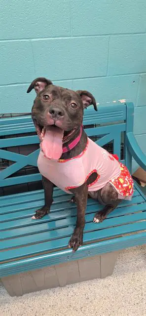 Daisy - Pit Bull Terrier