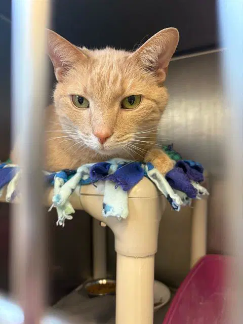 Twinkie - Domestic Short Hair