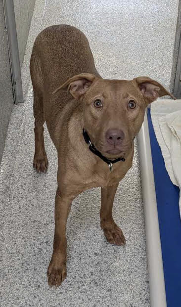 Shera - Labrador Retriever