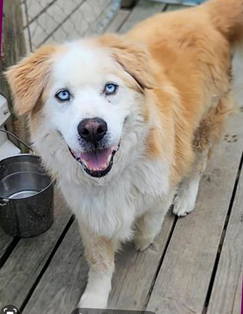 Darwin, an adoptable Golden Retriever in Murfreesboro, NC