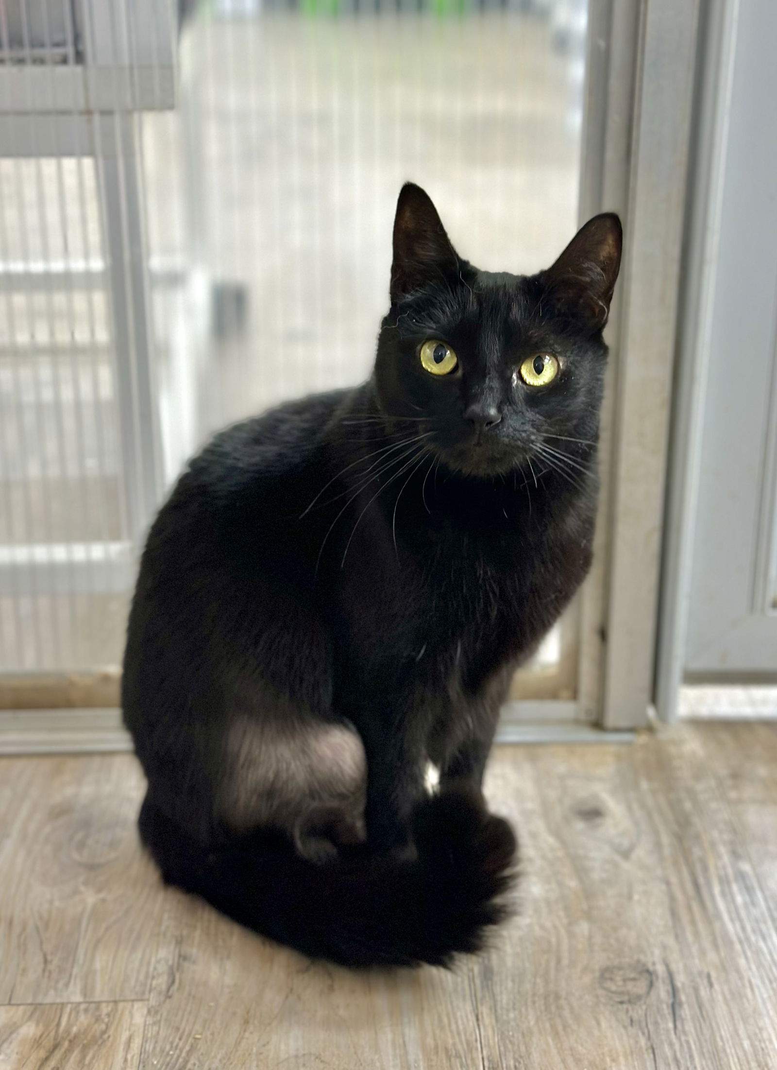 adoptable Cat in Murfreesboro, NC named Leslie