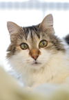 Miss Kitty