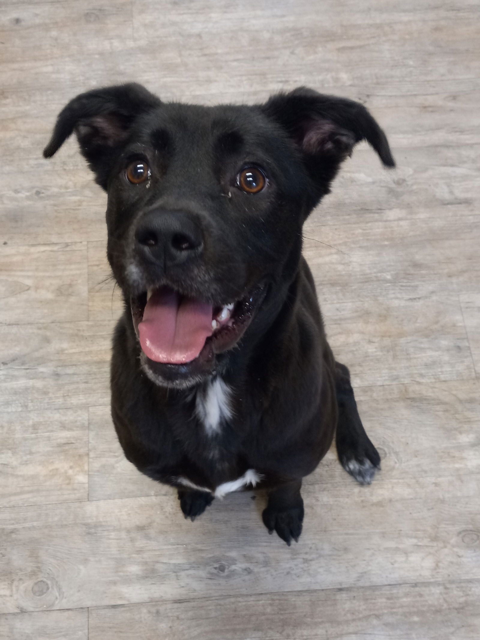 Dog for Adoption - Tippy, a Labrador Retriever in Hertford County, NC ...