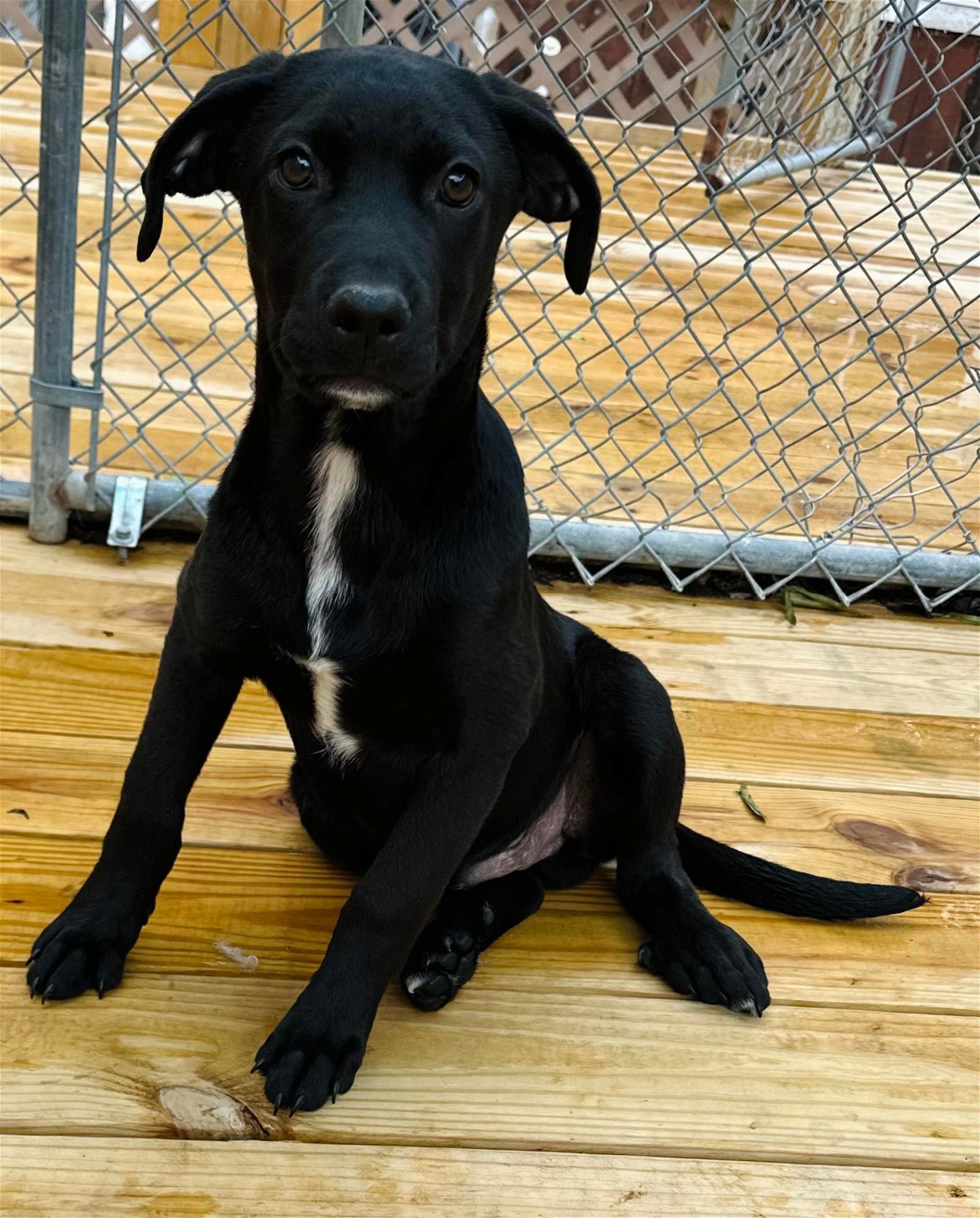 Dog for Adoption - Daniel *Available soon*, a Labrador Retriever in ...