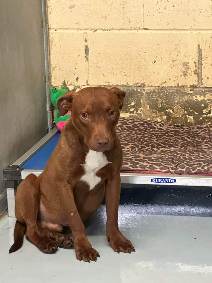 Dog for Adoption Biscuit, a Pit Bull Terrier in Hertford County, NC