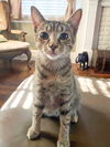 Peanut