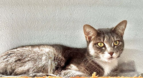VICKY - Domestic Short Hair available for adoption