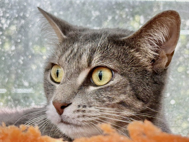 Vicky, photo 20