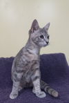 Verna