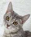Henrietta