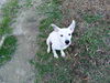 Snoopy