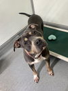 Willow *Adoption Pending*