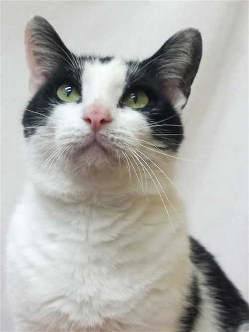 adoptable Cat in Murfreesboro, NC named Becca