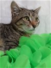 adoptable Cat in , NC named Daisy