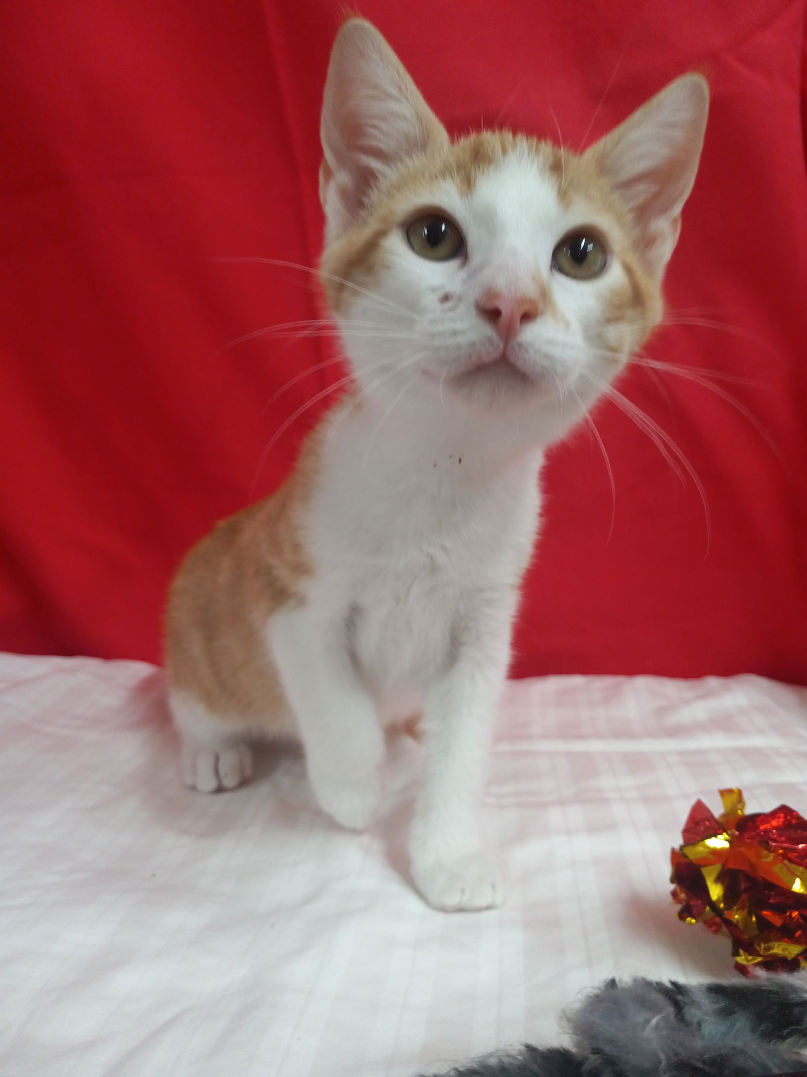 adoptable Cat in Murfreesboro, NC named Zach