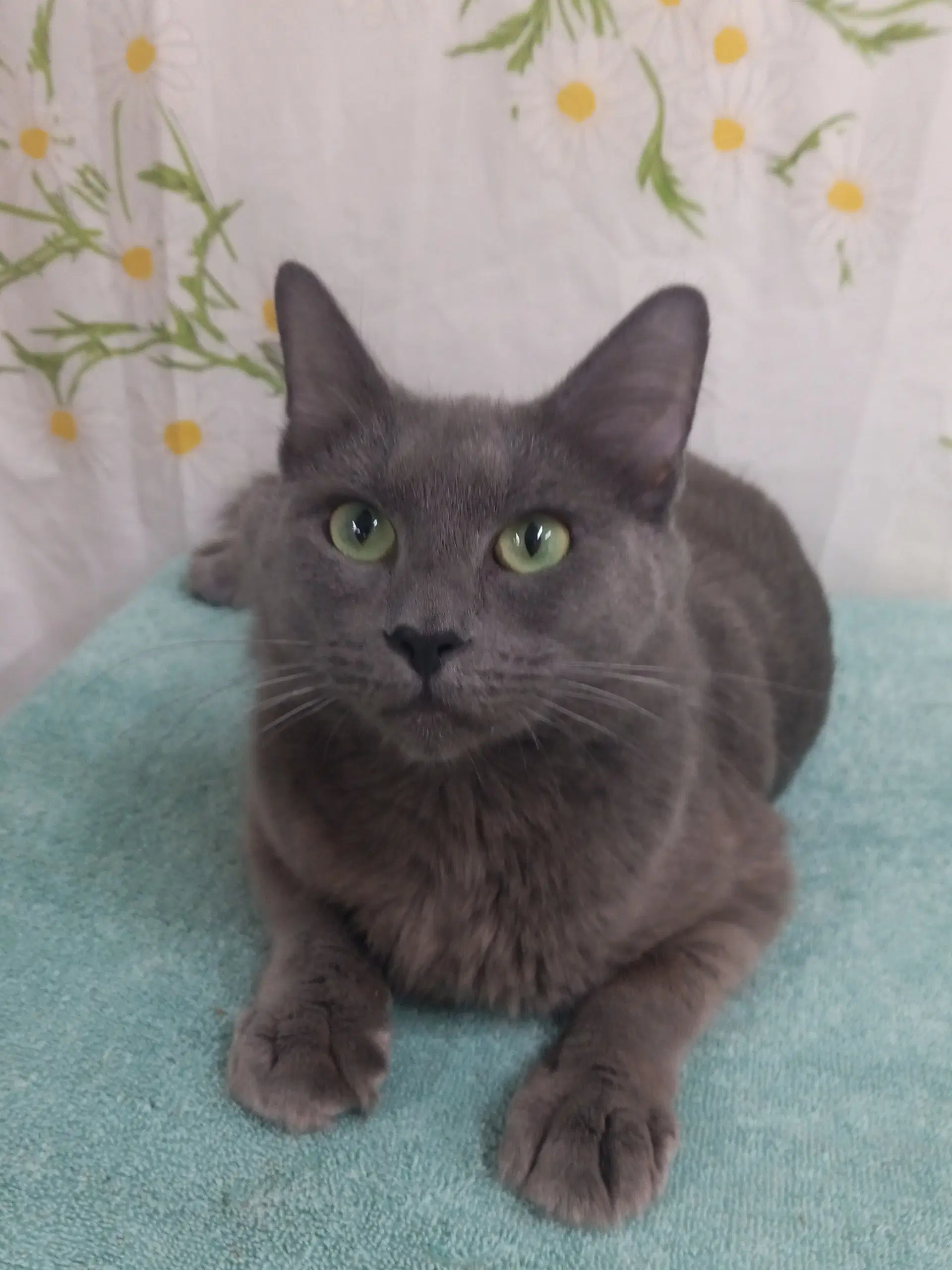 Reba - Domestic Medium Hair