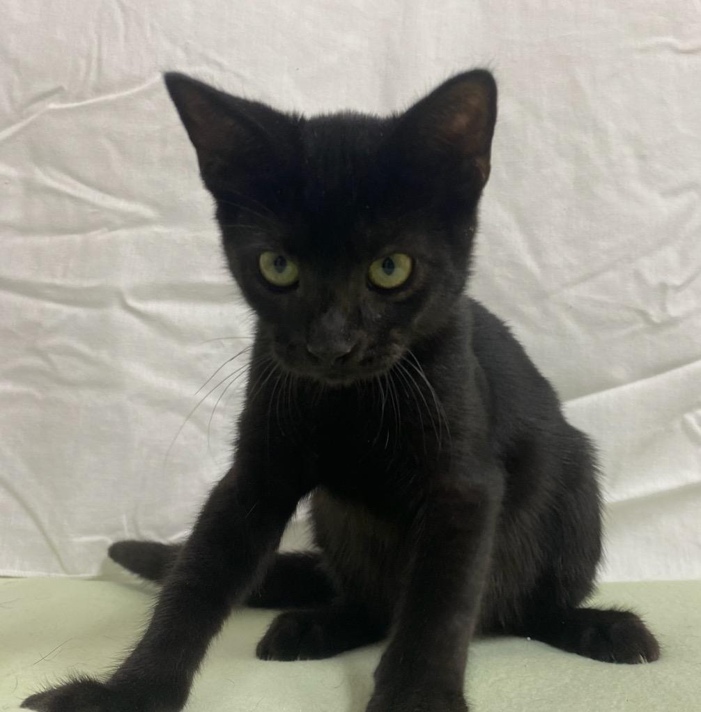 adoptable Cat in Murfreesboro, NC named Oscar