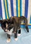 adoptable Cat in , NC named Lulu *Available soon*