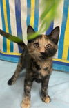 adoptable Cat in , NC named Elsie *Available soon*