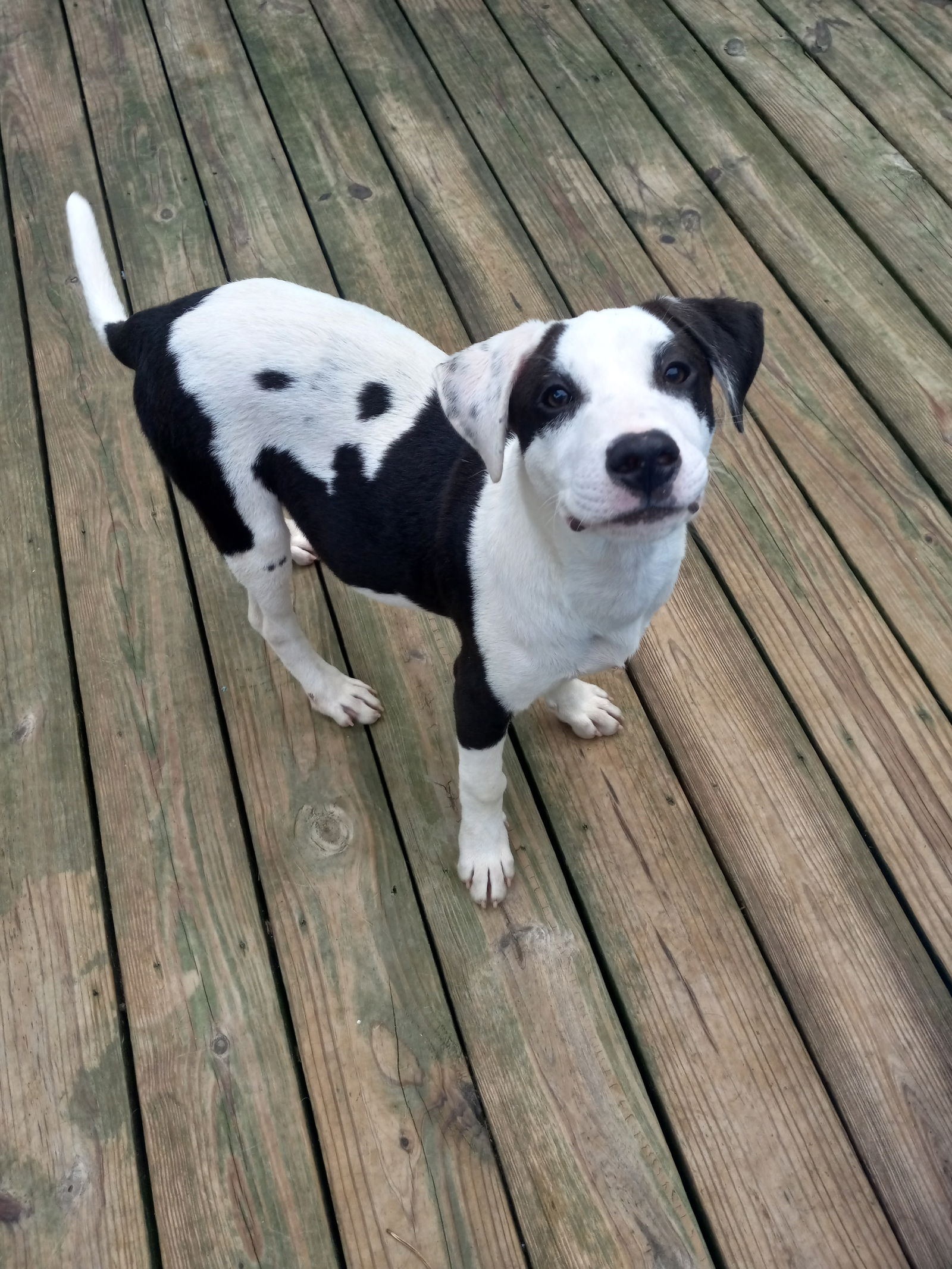 adoptable Dog in Murfreesboro, NC named Beetlejuice