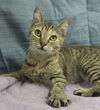 adoptable Cat in  named Sugar Plum