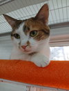 Jasmine