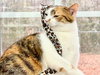Jasmine