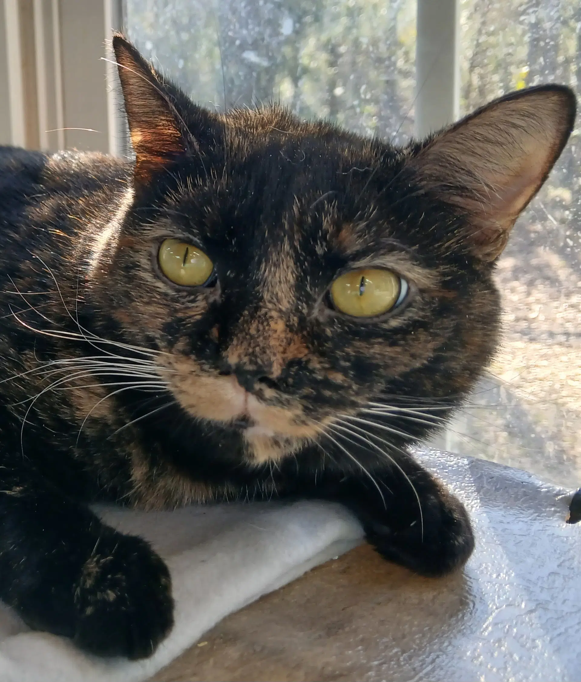 Junebug image 4