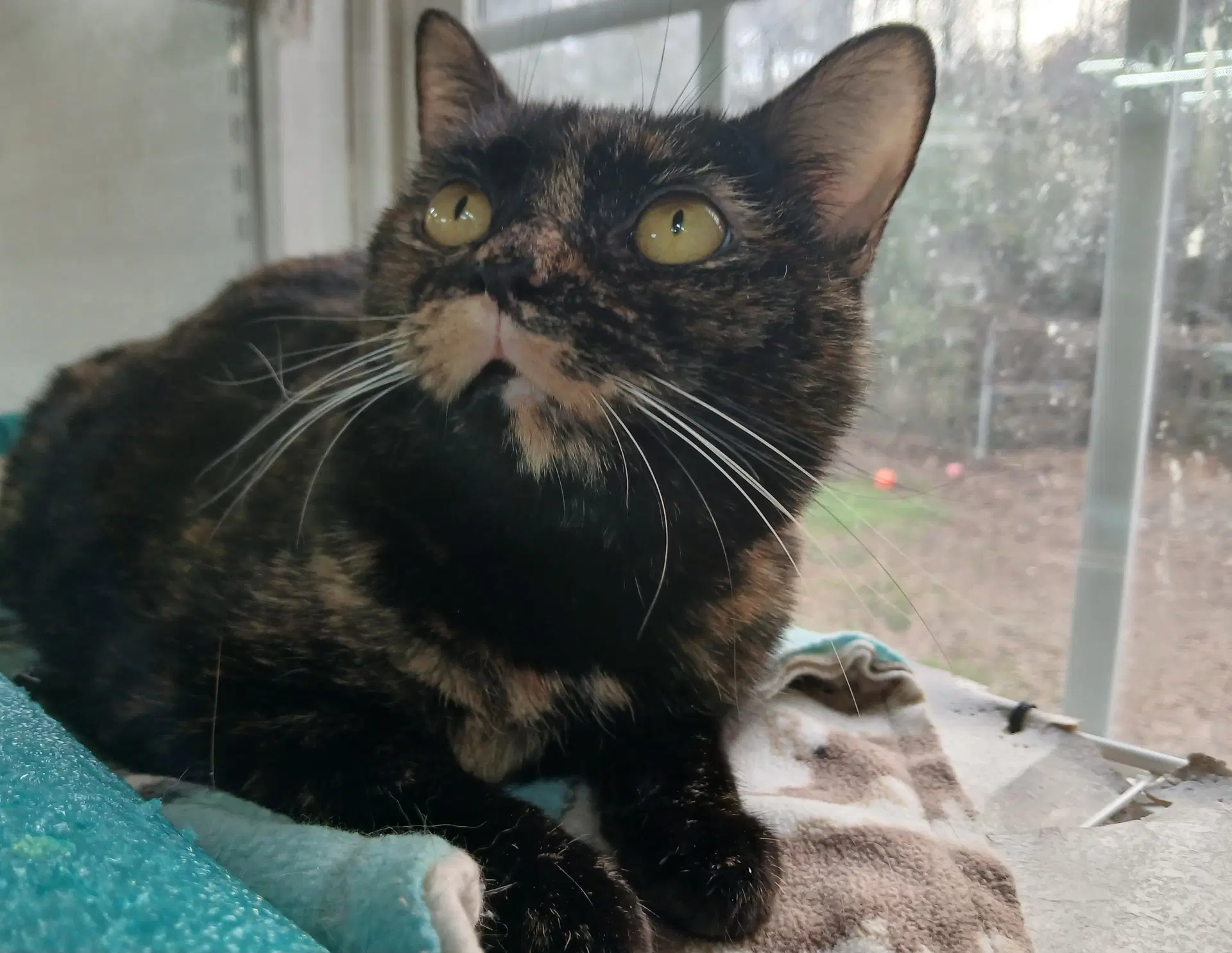 Junebug image 3