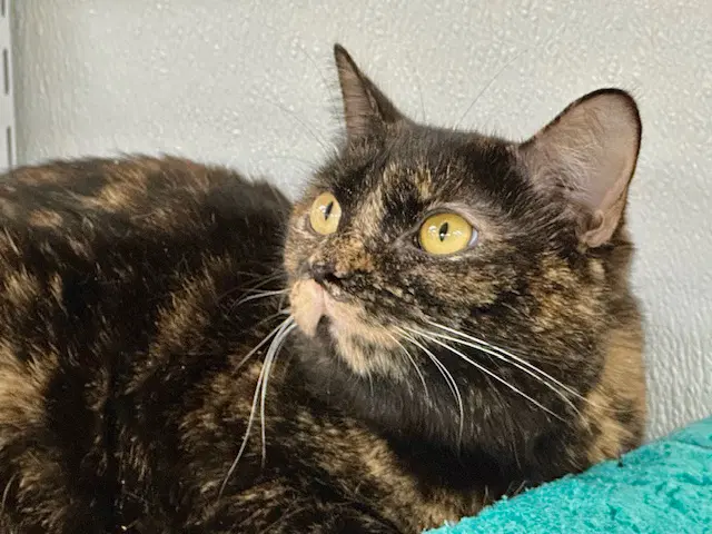 Junebug - Domestic Short Hair