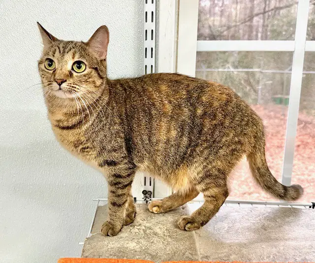 Janelle - Domestic Short Hair