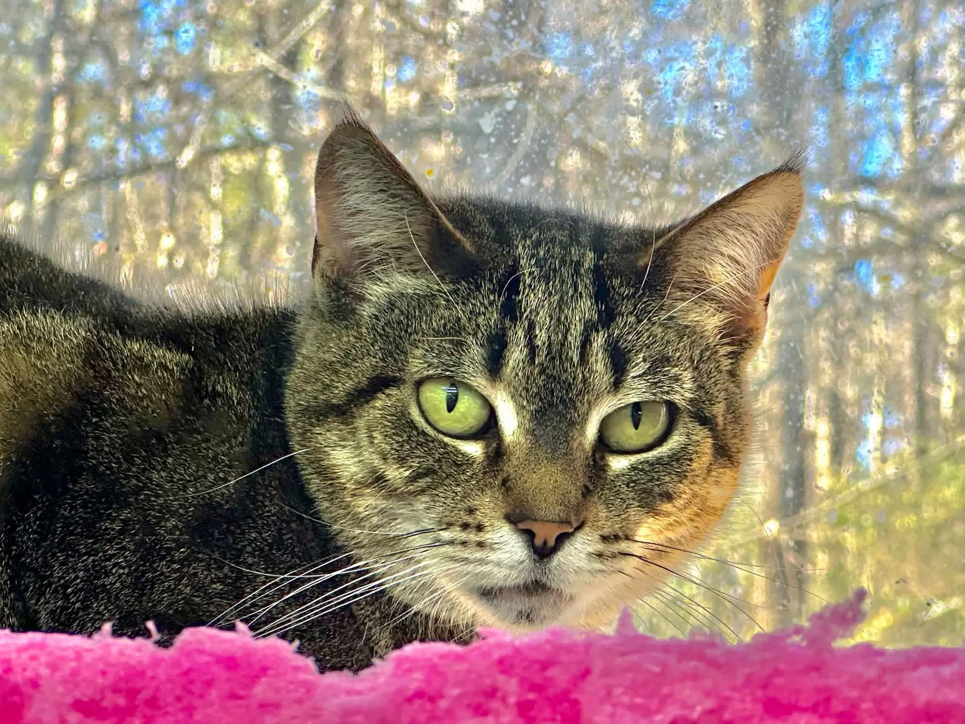 Wanda - Domestic Short Hair