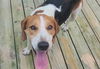 SIR CHARLES