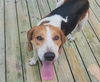 SIR CHARLES