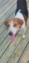 SIR CHARLES