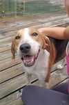 SIR CHARLES