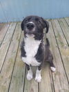 Knox *Available soon*